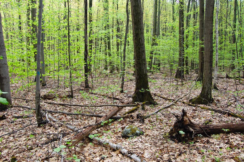 A hardwood forest on a kame terrace.  Trees include red oak, red maple, beech, and white oak.
