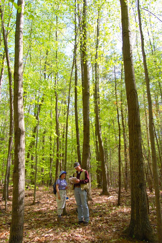 Ecologists collect data in the pitch pine forest on the ancient deltaic surface in the Salisbury Town Forest.