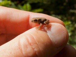 One of many toadlets that were trying to avoid Vibram along the trail.