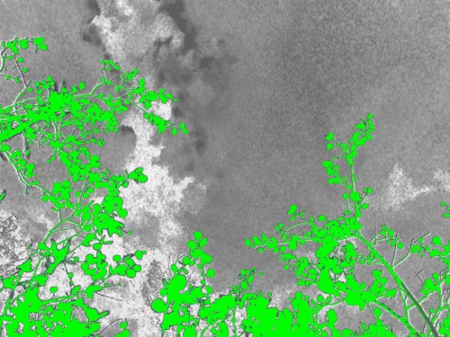 NDVI zenithal image  from a systematic sampling site in an above treeline plot. Green denotes NDVI values greater than 0.1.  From a photo taken by an infrared NDVI camera.
